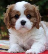 blenheim cavalier king charles spaniel puppies for sale