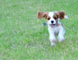 Blenheim Cavalier