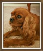 ruby cavalier king charles spaniel