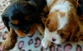 Cavalier King Chaqrles Spaniel Puppy