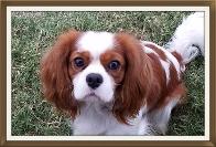 blenheim cavalier king charles spaniel