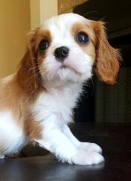 Blenheim Cavalier
