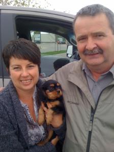 black and tan cavalier king charles spaniel