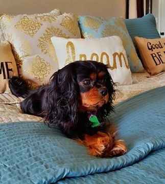 Black and Tan Cavalier King Charles Spaniel