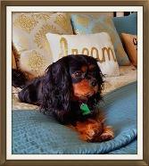 black and tan cavalier king charles spaniel