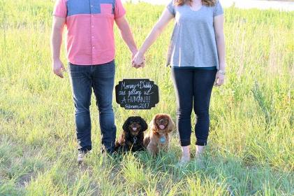 black and tan and ruby cavalier king charles spaniel