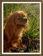 ruby cavalier king charles spaniel