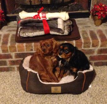 ruby and black and tan cavalier