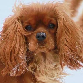 Ruby Cavalier King Charles Spaniel