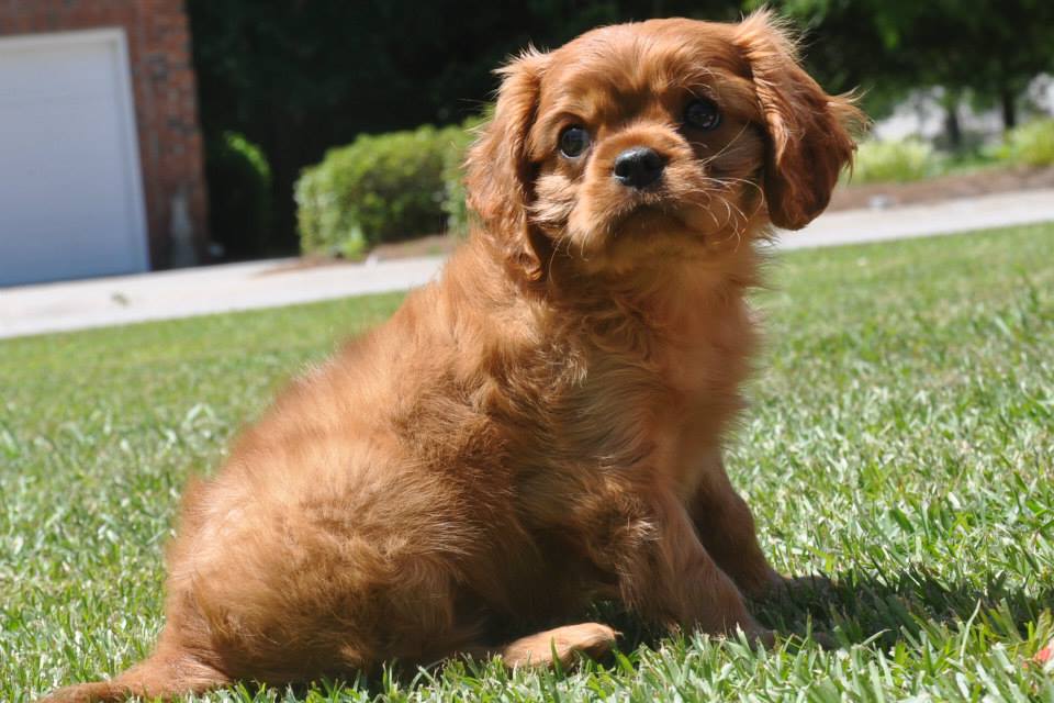 ruby cavalier king charles spaniel