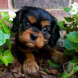 BLACK AND TAN CAVALIER KING CHARLES SPANIEL PUPPY