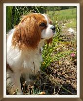 black and tan cavalier king charles spaniel