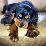 black and tan cavalier