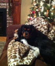 black and tan cavalier king charles