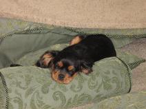 black and tan cavalier king charles spaniel