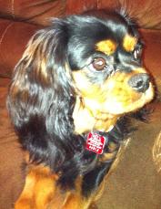 black and tan cavalier king charles spaniel