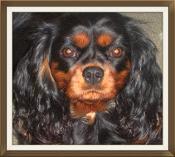 black and tan cavalier king charles spaniel