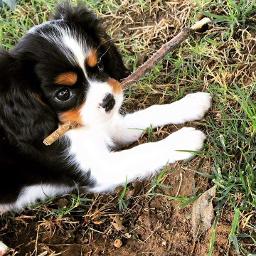 Tri Color Cavalier King Charles Spaniel Puppy